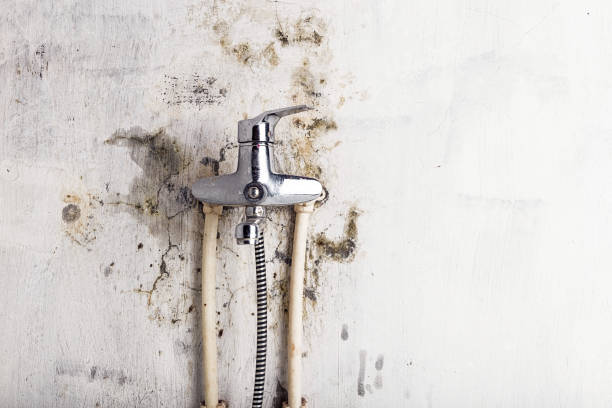 Best Preventive Mold Services in Brodhead, KY