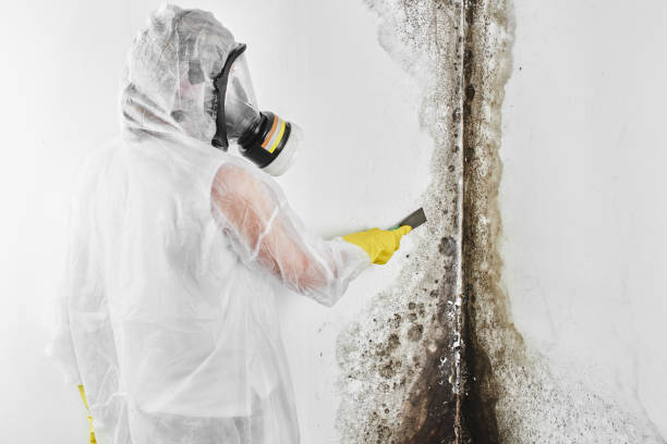 Best Industrial Mold Remediation in Brodhead, KY