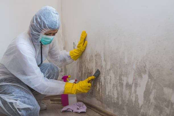 Professional Mold Remediation in Brodhead, KY