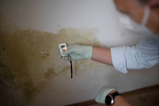 Best Mold Remediation for Specific Building Types in Brodhead, KY