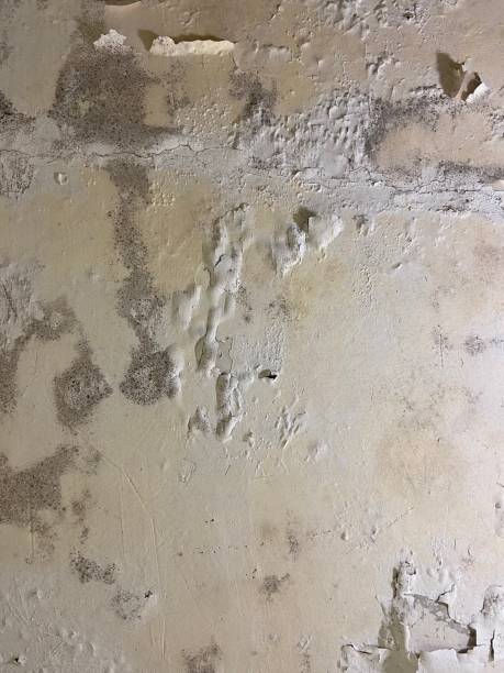 Best Insurance-Related Mold Remediation in Brodhead, KY