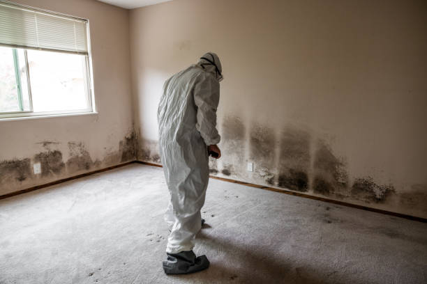 Best Commercial Mold Remediation in Brodhead, KY