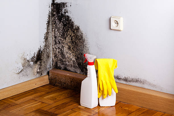Best Crawl Space Mold Remediation in Brodhead, KY